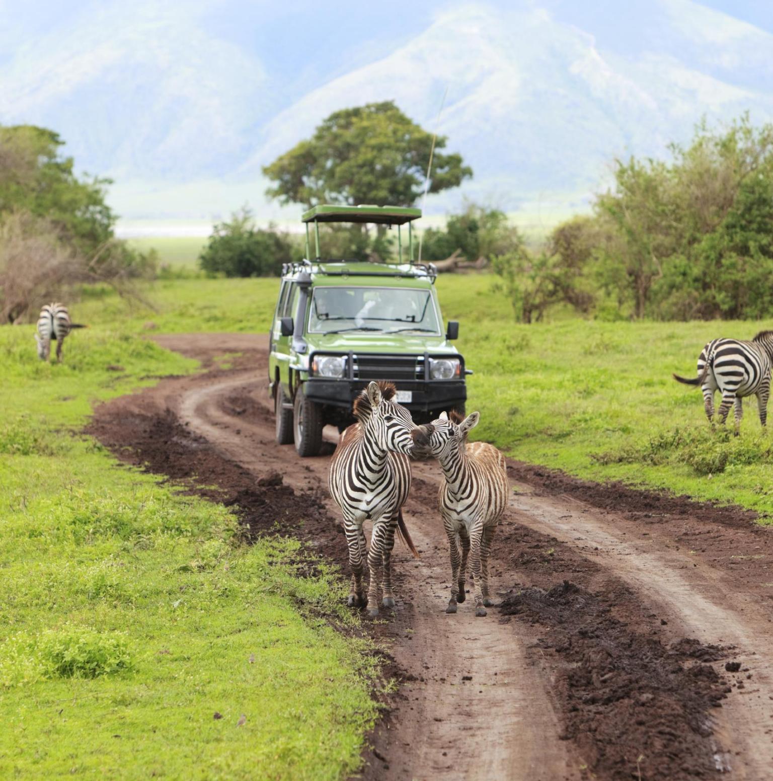 Serengeti Safari